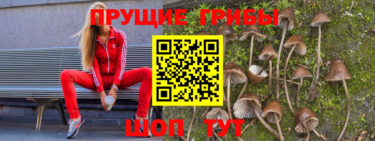 Галлюциногенные грибы Psilocybine cubensis Ульяновск